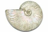 Silver Iridescent Ammonite (Cleoniceras) Fossil - Madagascar #328386-1